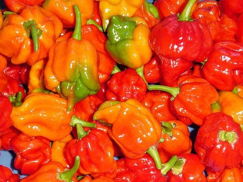 Industrie&nbsp;: La RDC développera l’industrie du piment pour répondre à la demande de la Chine