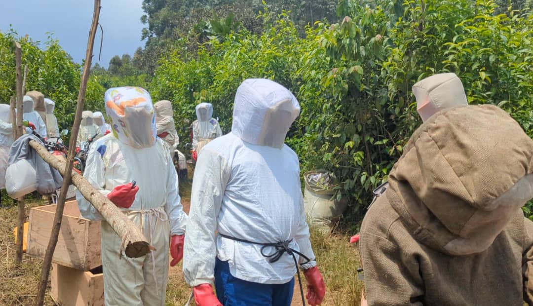 Apiculture écologique&nbsp;: « Groupe Academia RDC » forme des autochtones  Pygmées sur les pratiques