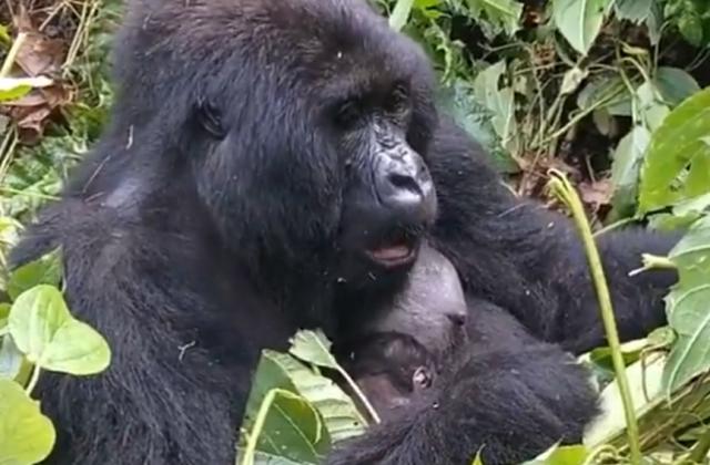 Parc des Virunga : la famille Bageni accueille un nouveau-né, soit une 17e naissance d'un bébé gorille en 2026