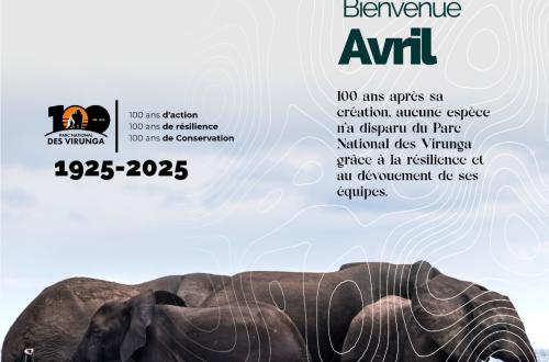 Le Parc National des Virunga célèbre 100 ans de résilience et de succès en matière de conservation des espèces rares