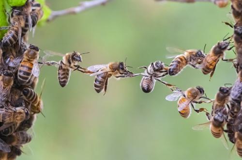 Journée mondiale des abeilles, les butineuses en danger, l’ombre du pollinisateur plane toujours sur l'environnement