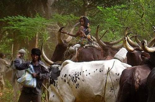 Un forum sous-régional sur les éleveurs transhumants Mbororo prévu à Kinshasa