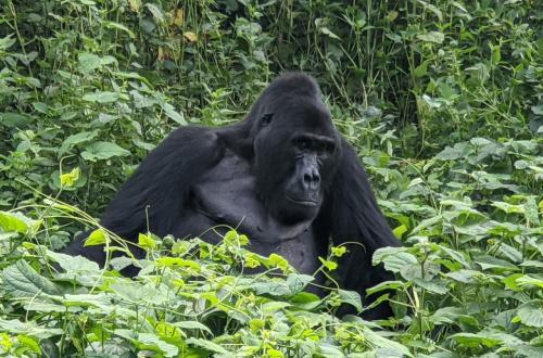 Malgré la crise dans l'Est de la RDC, le gorille de montagne connaît un véritable baby-boom au Parc des Virunga