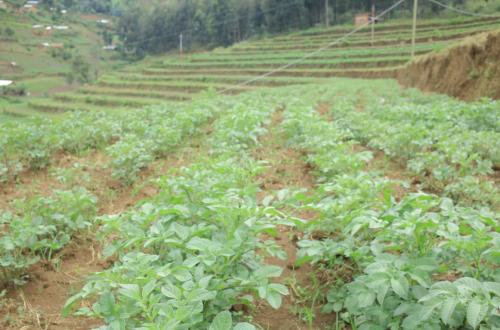 Est de la RDC : Muhindo Nzangi lance la distribution de 200 tonnes de semences de pomme de terre