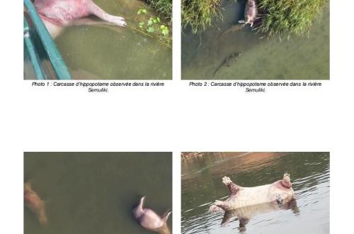 Nord-Kivu : plusieurs hippopotames retrouvés morts dans la rivière Semuliki, l’ICCN appelle à la vigilance