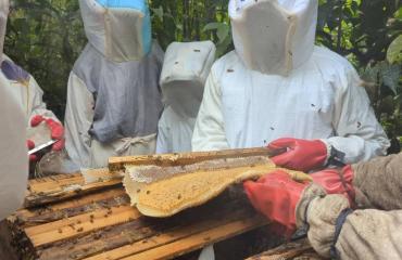 Apiculture écologique : « Groupe Academia RDC » forme des autochtones  Pygmées sur les pratiques