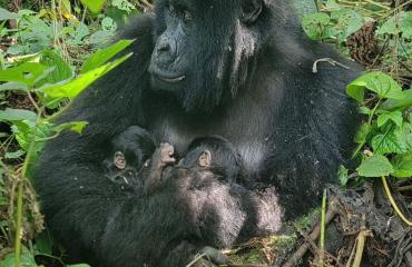 Biodiversité en RDC : le parc des Virunga célèbre une naissance exceptionnelle de jumeaux gorilles