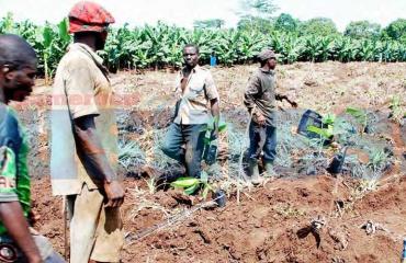 Campagne agricole 2025-2026 au Nord-Kivu : les agriculteurs vont bénéficier des intrants gratuits