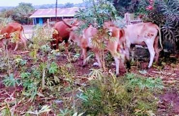Ituri : agriculture, eau et santé menacées par la sécheresse en cours