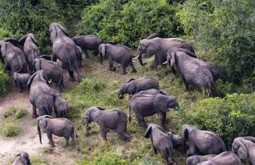 « TERRE ET AVENIR RDC » dénonce la destruction massive de l'environnement dans les zones sous contrôle de l'AFC/M23