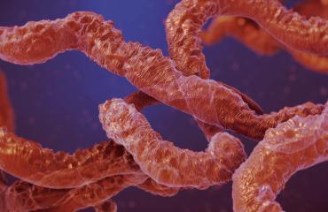 Ebola au Kenya : un premier cas importé de la RDC, le patient décédé à Nairobi