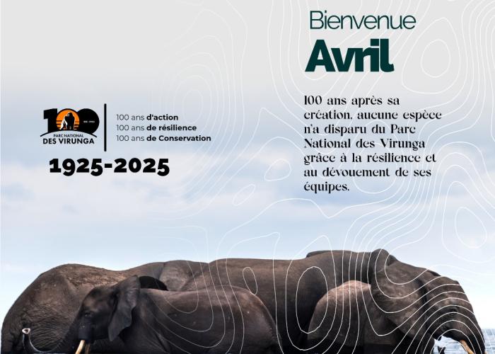Le Parc National des Virunga célèbre 100 ans de résilience et de succès en matière de conservation des espèces rares
